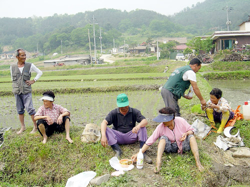 막걸리 한잔 사들고 일터로 나가면 손이 즐거워 합니다.<030523 양평군 서종면 수능리 주민들이 뜬 모 하다 잠시 휴식을 취하고 있다> 